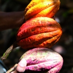 *MuseeGourmandduChocolat-Histoire cacao